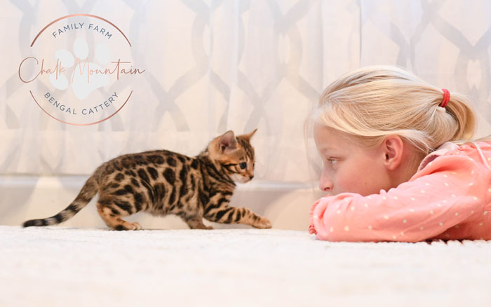 Bengal kitten for sale